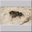 Harpactus lunatus - Grabwespe w01a mit Zikadade - OS-Hollage Lehmkuhle.jpg